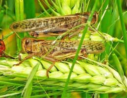 農(nóng)業(yè)蟲(chóng)害