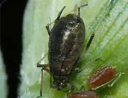 其他蟲(chóng)害